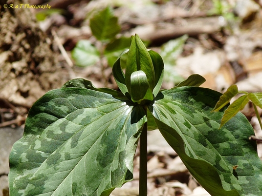 {Trillium cuneatum}